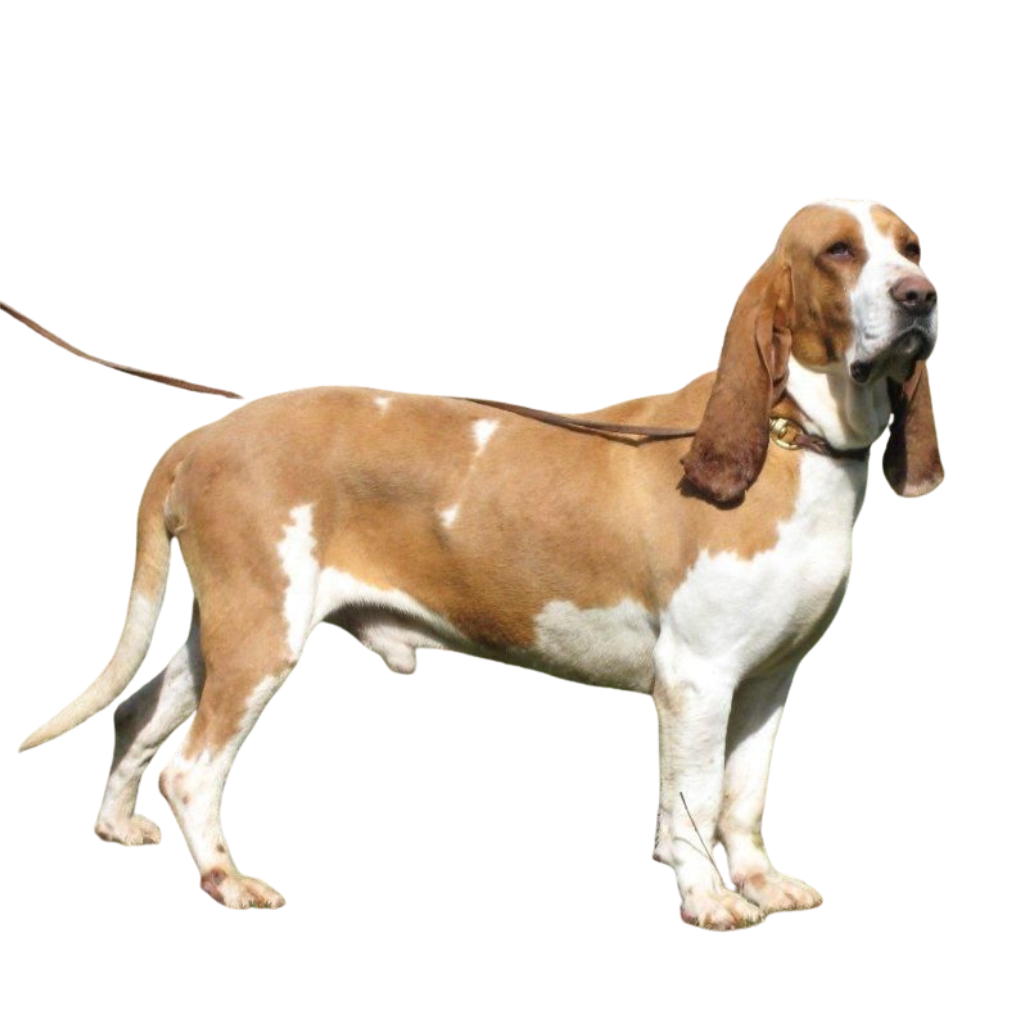 Spaans Hound (Of Spaanse jachthond)