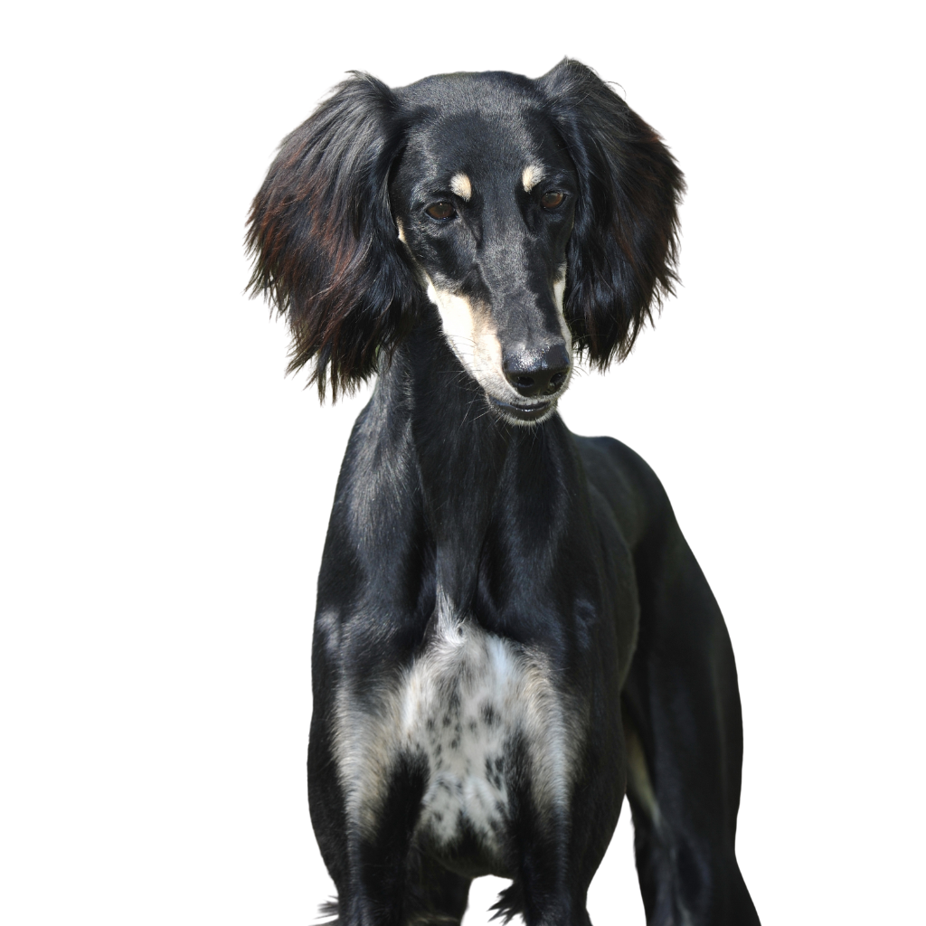 Saluki (Ou Lévrier Persan, Salouki)