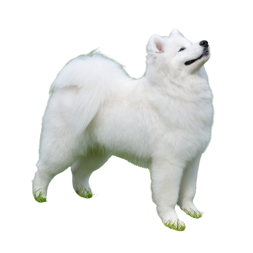 Samoiedskaïa Sabaka (o Samoyedo, Samoyed)
