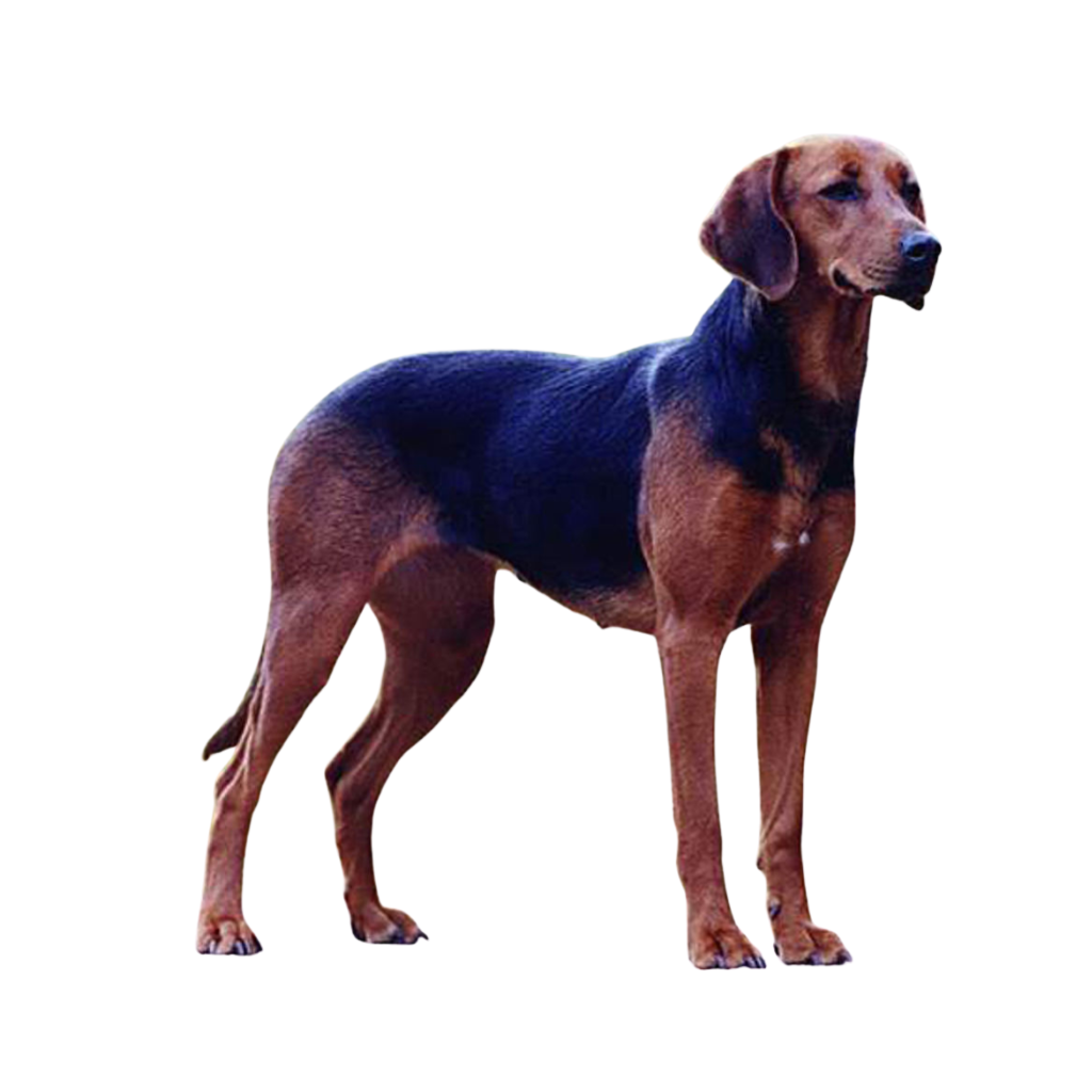 Schillerstövare (o Sabueso de Schiller, Schiller Hound)