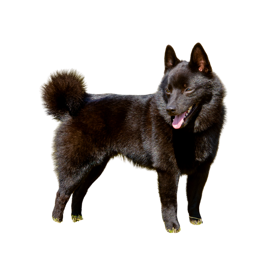 Schipperke (Ou Petit Batelier)