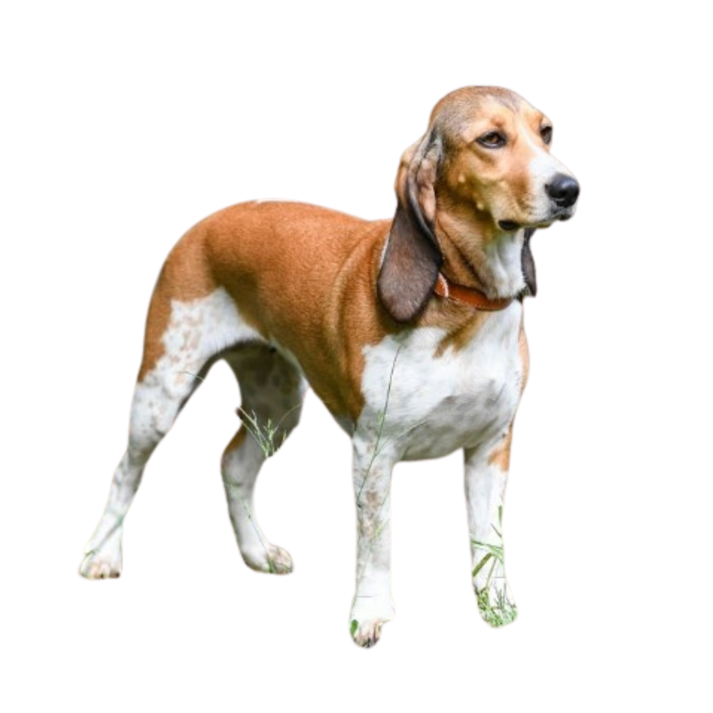 Schweizer Neiderlaufhund (o Pequeño Perro de Caza Suizo, Pequeño Perro de Caza Bernés, Pequeño Perro de Caza del Jura, Pequeño Perro de Caza de Lucerna, Pequeño Sabueso Suizo)