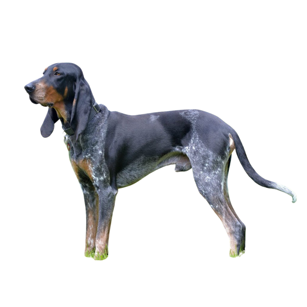 Swiss Hound (or Swiss Running Dog, Bernese, Bernese Running Dog, Bruno of Jura, Lucernois, Schwyz Hound)