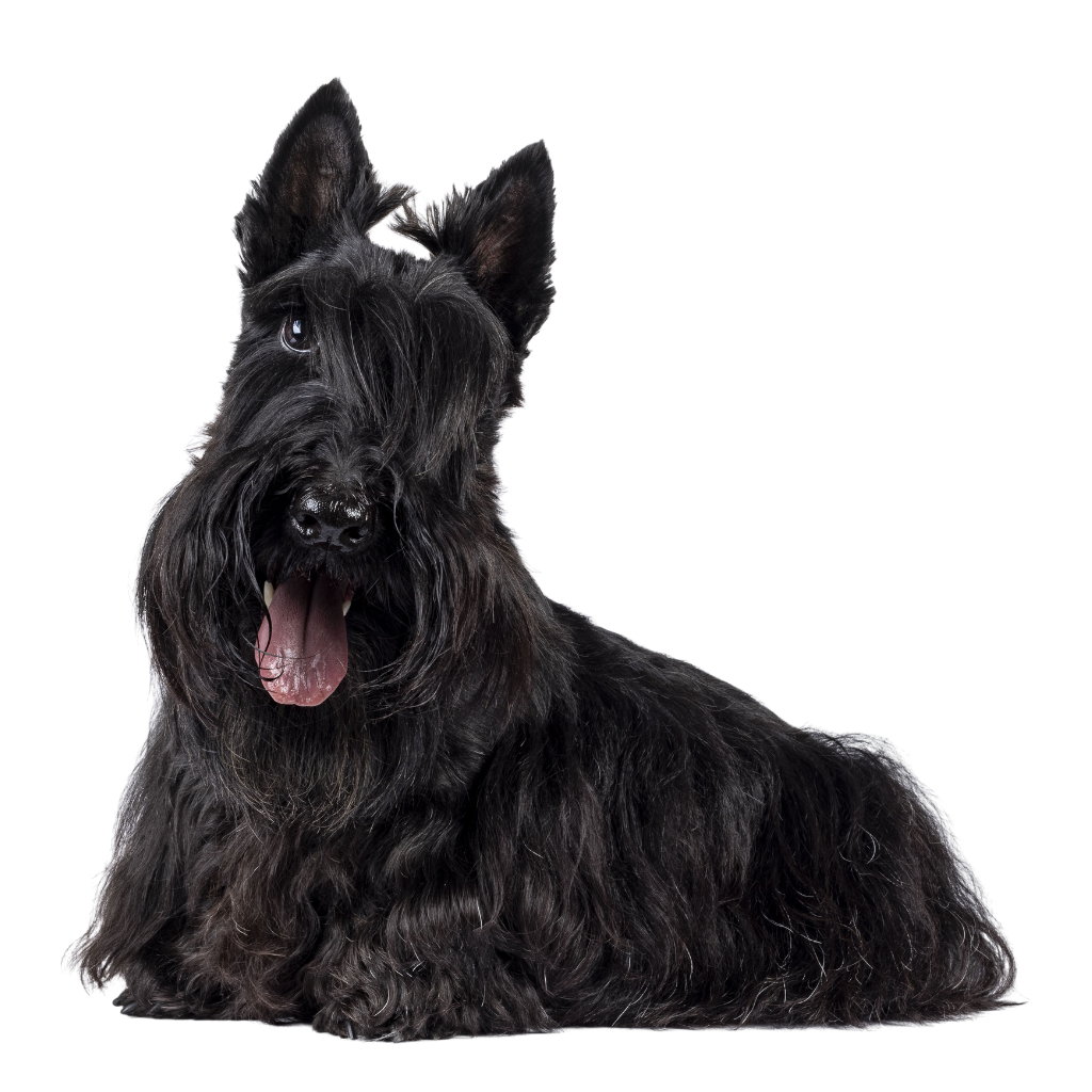 Scottish Terrier (Of Schotse Terrier, Terrie d'Ecosse, Scottie, Aberdeen-Terrier)