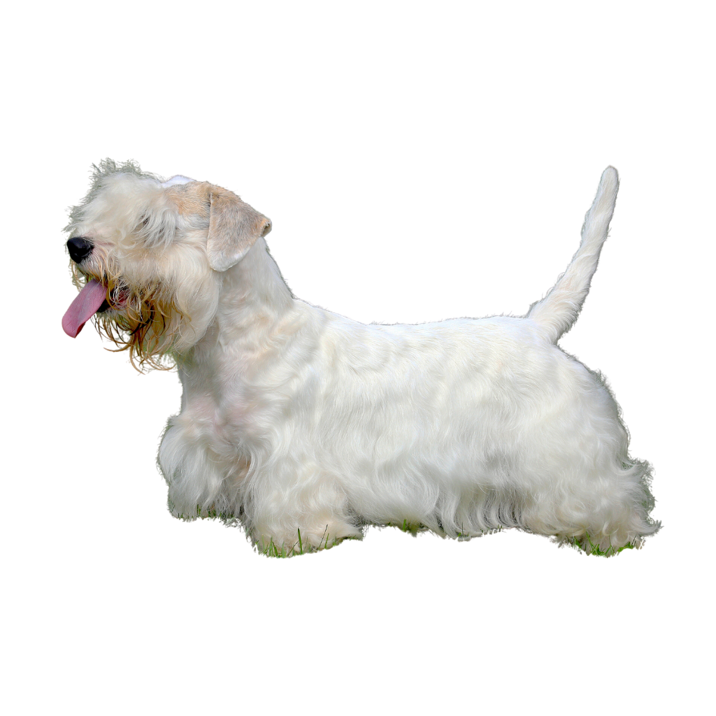Terrier de Sealyham (o Terrier de Sealyham)