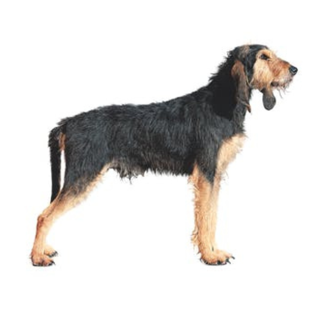 Segugio Italiano de Pelo Duro (o Perro de Caza de Pelo Duro)