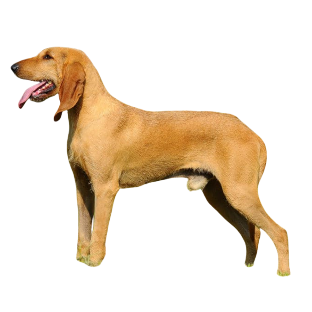 Segugio Italiano a Pelo Raso (Ou Chien Courant Italien à poil ras)