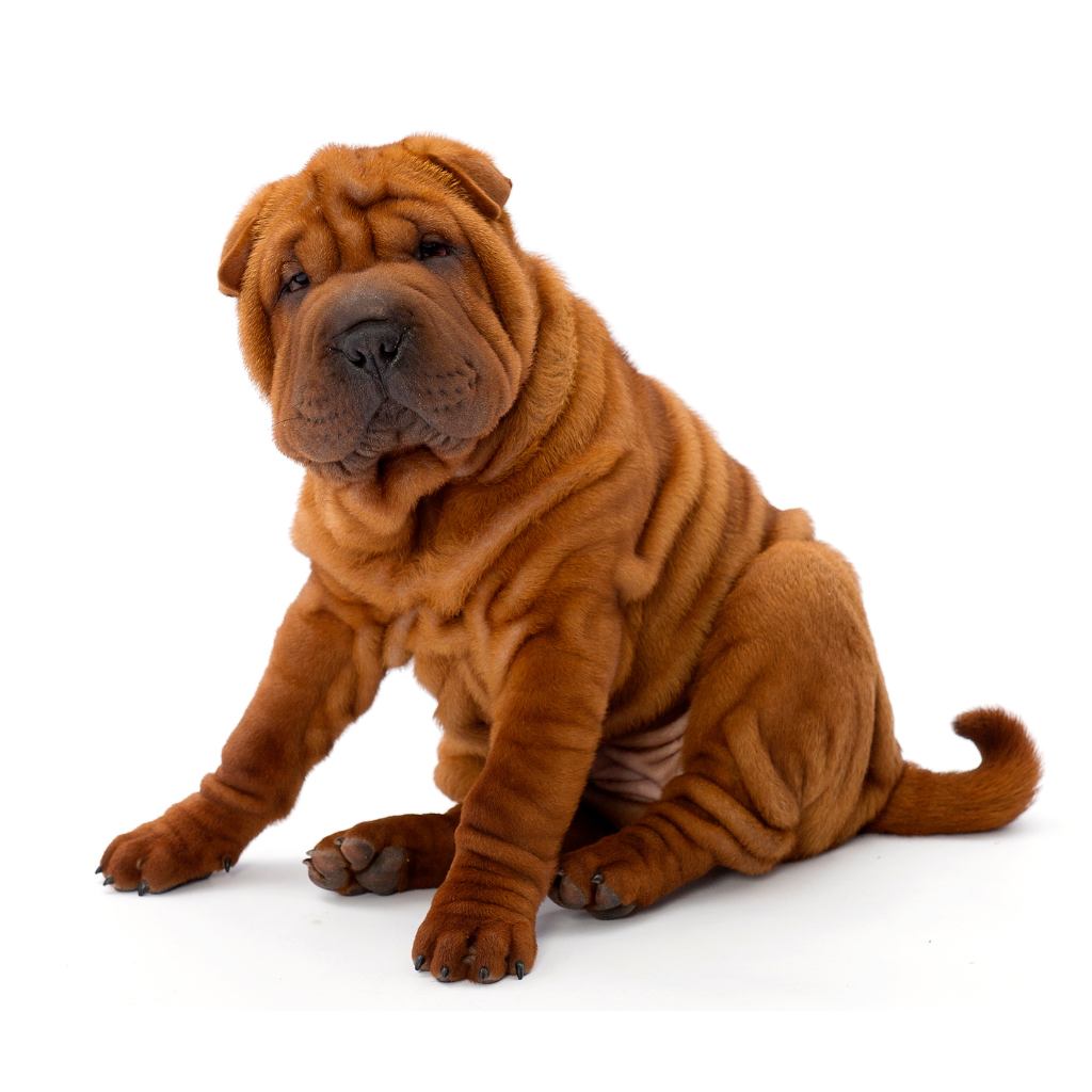 Shar-Pei (Of Sharpei, Chinese Shar-Pei, Chinese fighting dog)