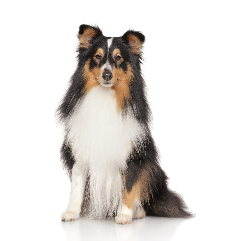Shetland Sheepdog (Or Shetland Shepherd, Sheltie, Shetland Collie)