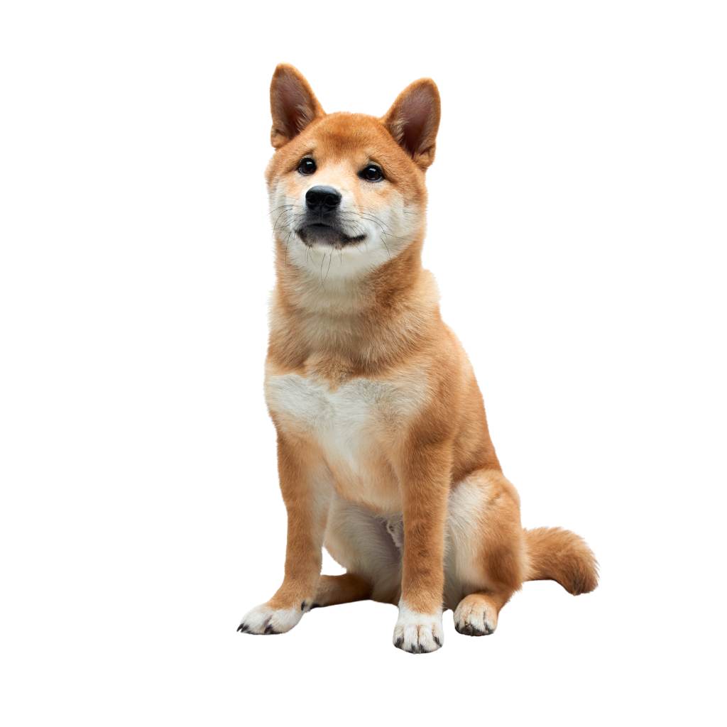 Shiba Inu (Ou Petit chien japonais)