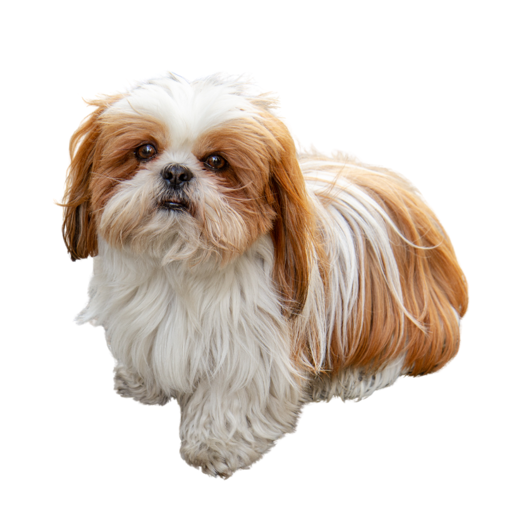 Shih Tzu (Ou Chien chrysanthème, chien lion)
