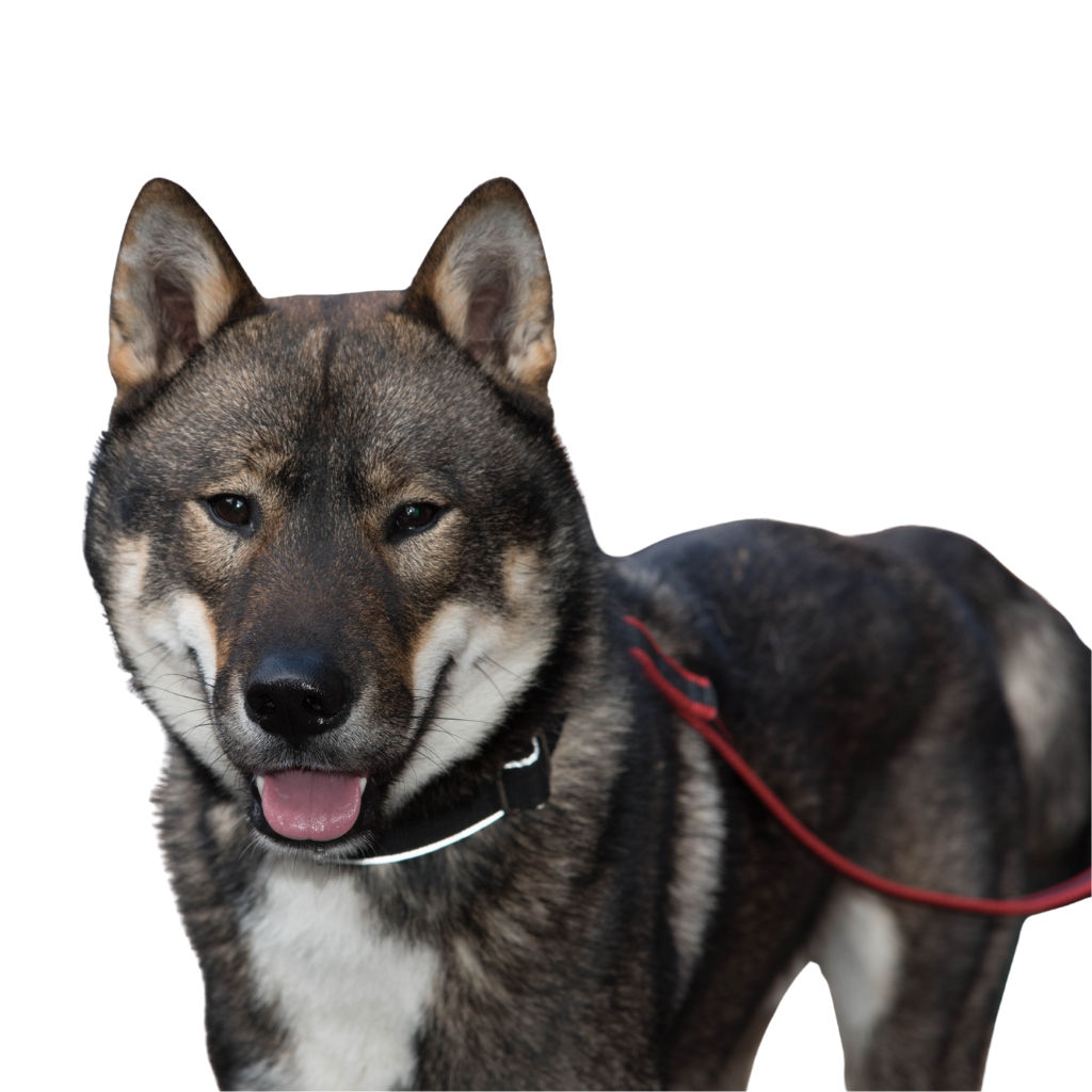 Shikoku (or Shikoku Ken, Kochi Ken)