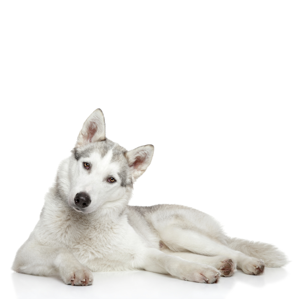 Siberische Husky (Husky Sibérien, Husky de Sibérie, Husky d'arctique)