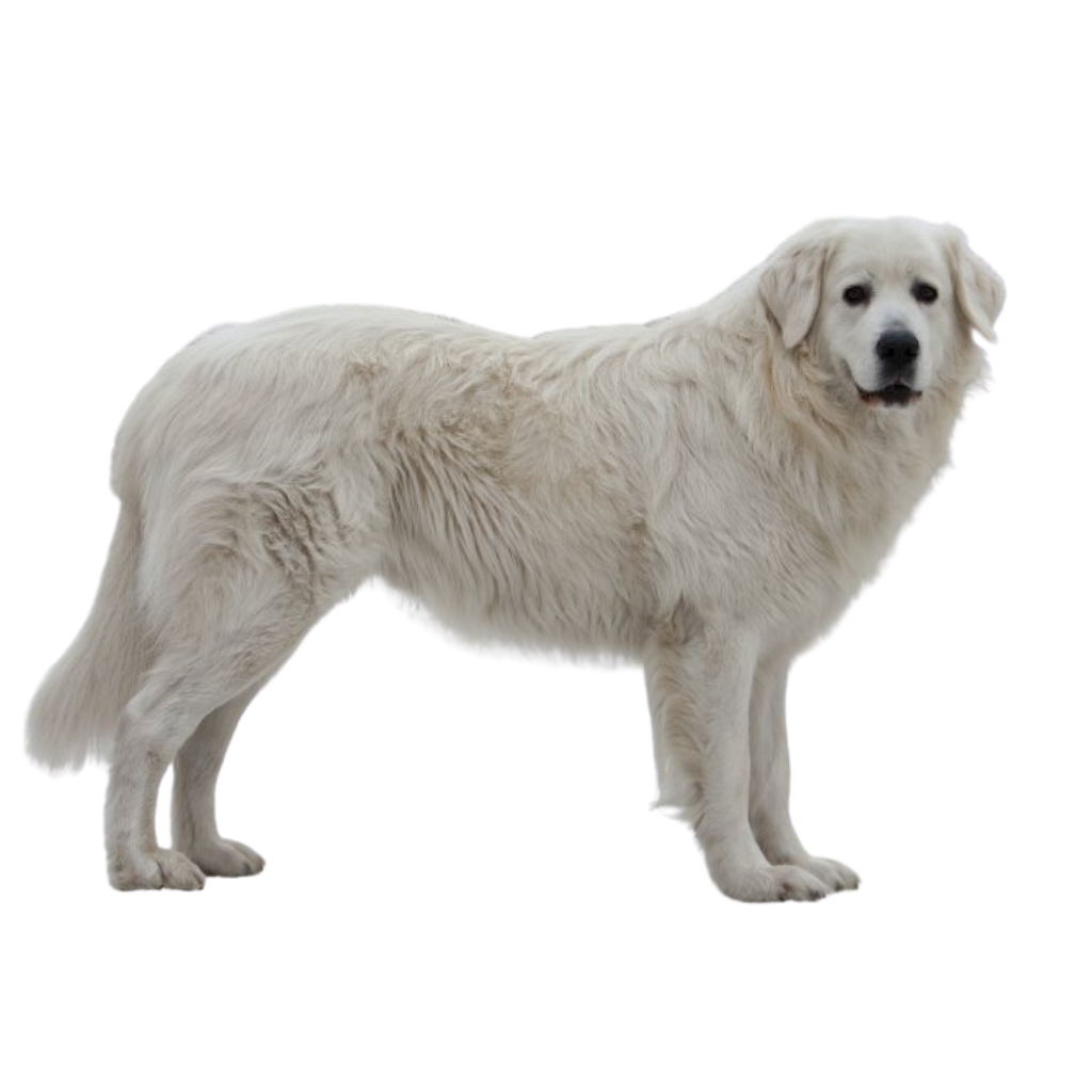 Slovensky Cuvac (Of Tchouvatch Slovaque, Slowaakse Herder, Cuvac uit Slowakije)