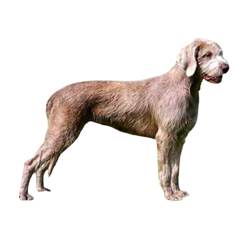 Slovensky Hrubosrsty Stavac (Ohar) (Ou Braque Slovaque à poil dur, Slovensky hrubosrsty Stavac)