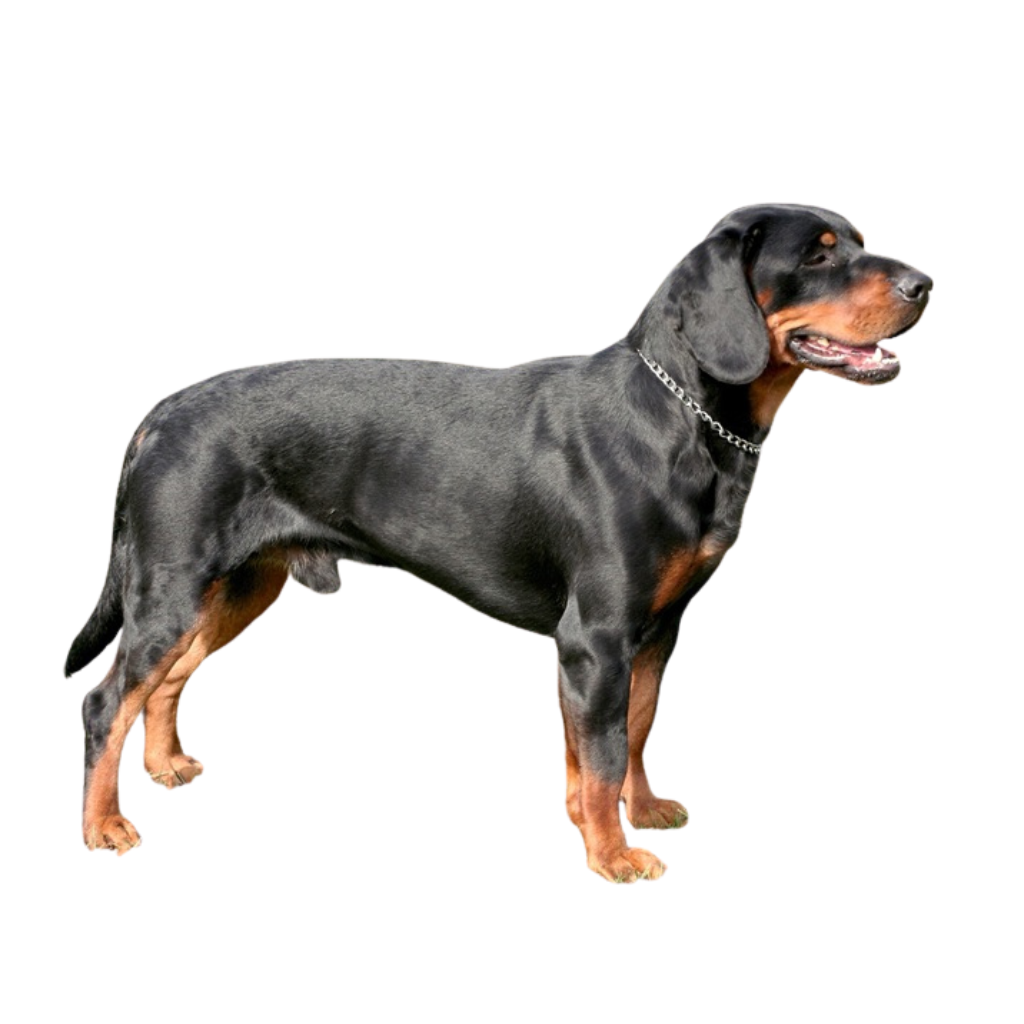 Slovensky Kopov (o Sabueso Eslovaco, Slovakian Hound)