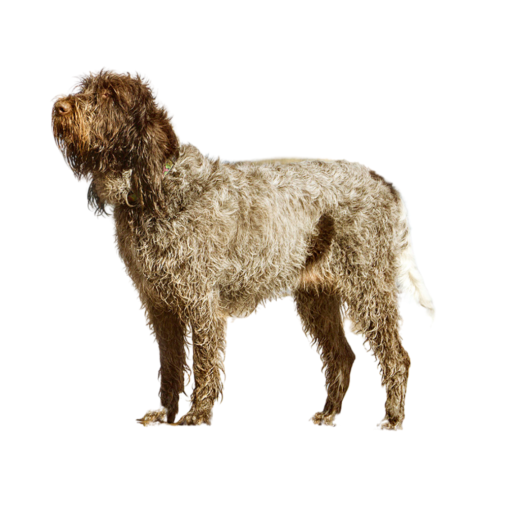Spinone Italiano (or Spinone, Italian Spinone, Italian Wirehaired Pointer, Italian Griffon)