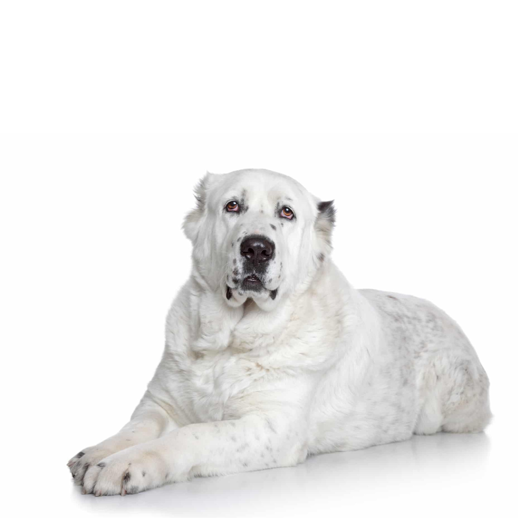 Sredneasiatskaya Ovtcharka (Ou Berger d'Asie Centrale, Ovtcharka d'Asie Centrale, Central Asian Shepherd)