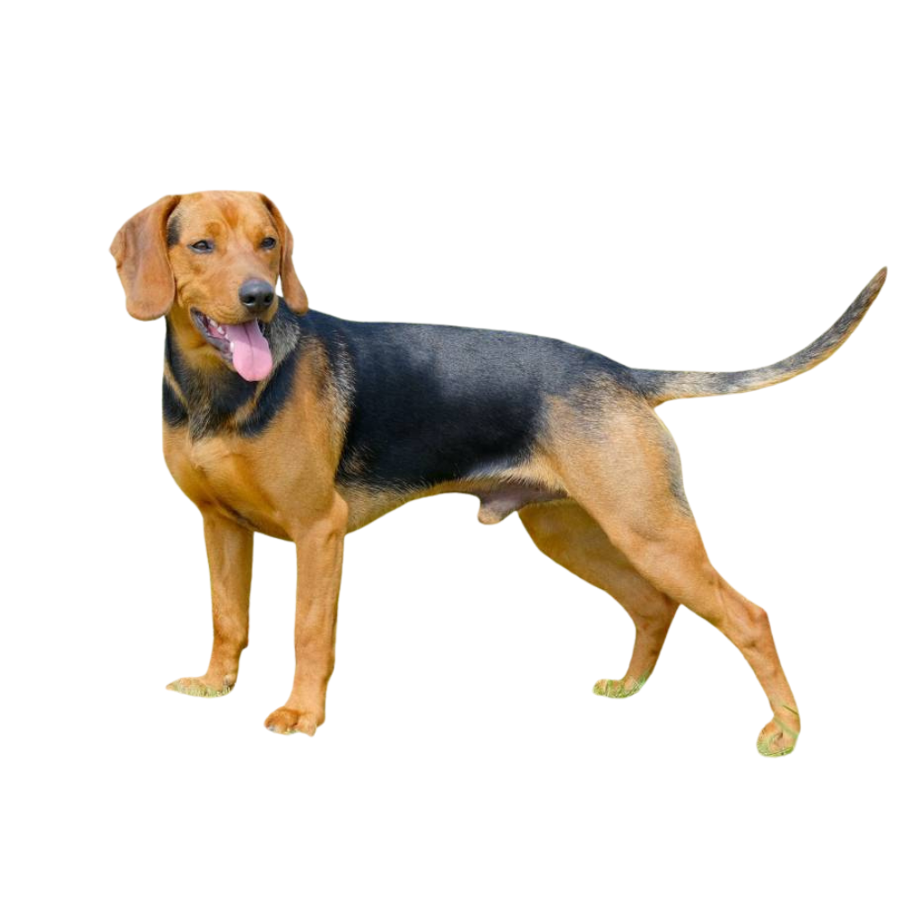 Srpski Gonic (Ou Chien courant serbe, Chien courant des Balkans, Balkanski Gonic, Serbian Hound)