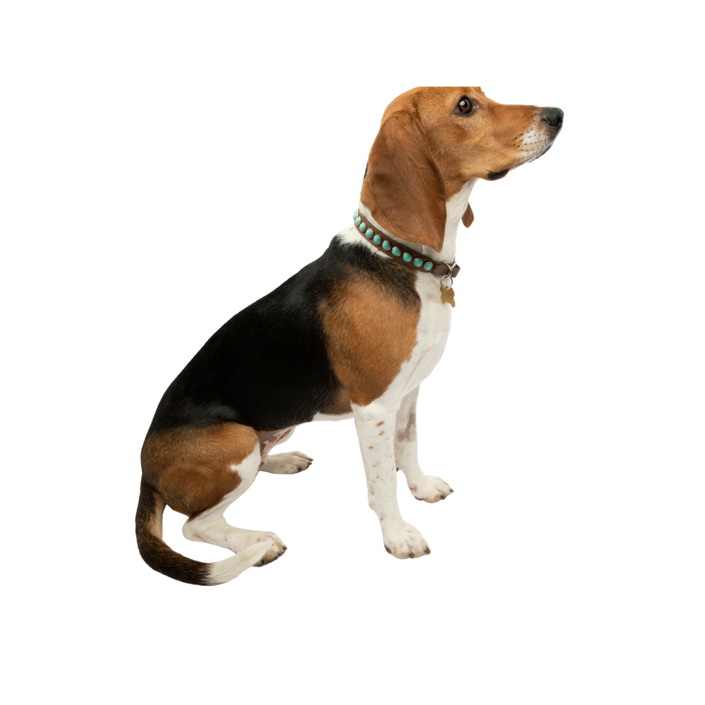 Srpski Trobojnic Gonič (o Perro de Caza Tricolor Serbio)