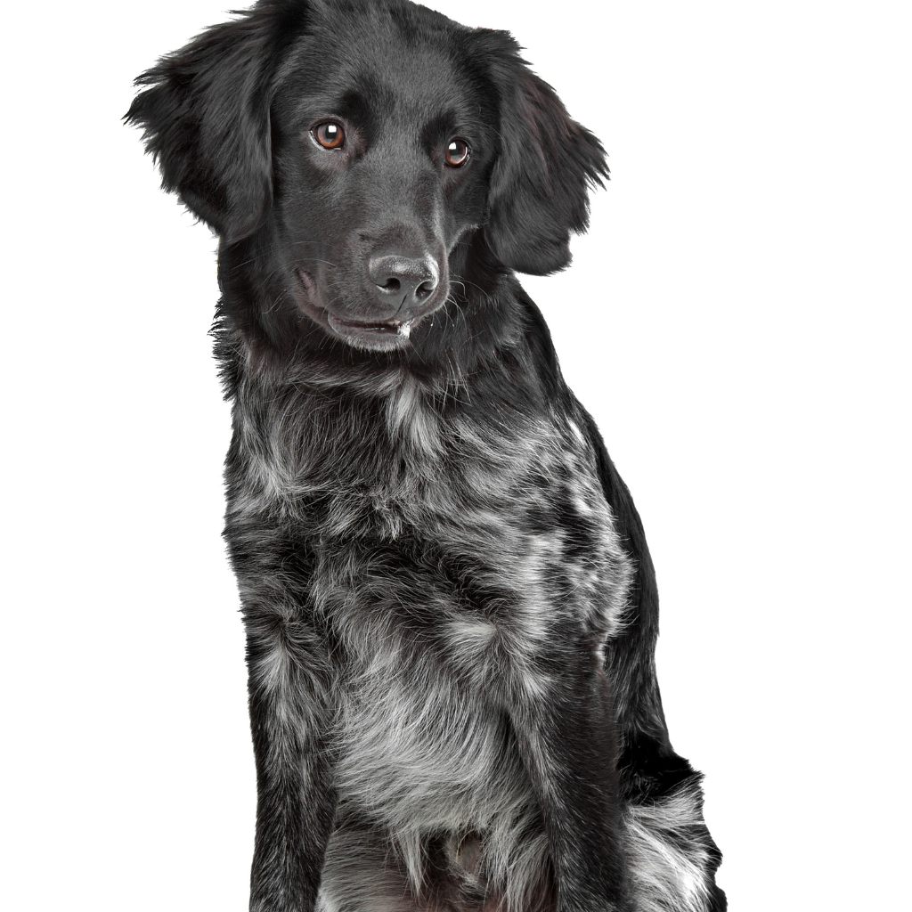 Stabijhoun (or Frisian Pointer, Stabyhoun, Stabyhound)