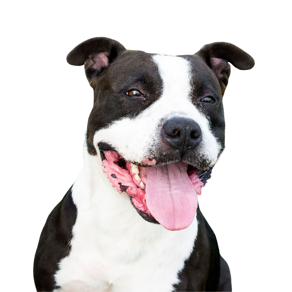 Staffordshire Bull Terrier (o Bull Terrier de Staffordshire, Perro Nodriza, Staffie)