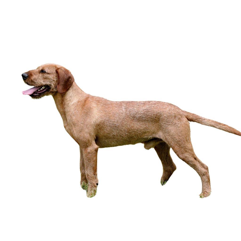 Steirische Rauhhaarbracke (Ou Brachet de Styrie à poil dur, Styrian Coarse-haired Hound)