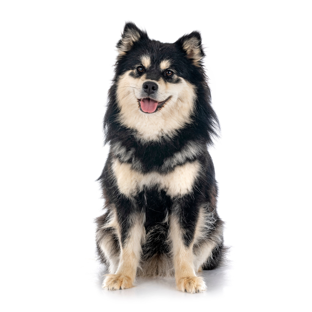Suomenajokoira (Perro laponés finlandés, Lapón finlandés)