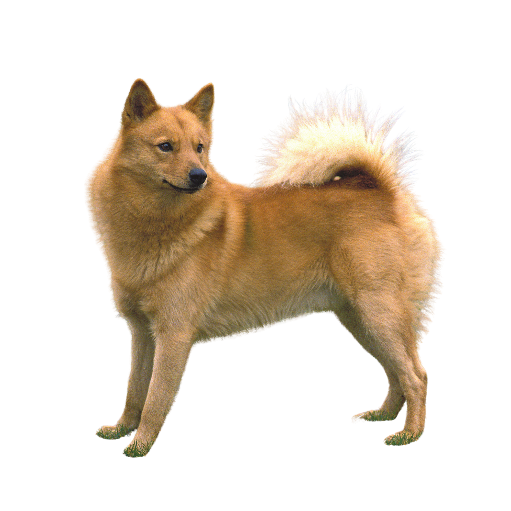 Finnish Spitz (Ou Spitz Finlandais, Finsk Spets, Finkie, Loulou finnois, Finnish Spitz)