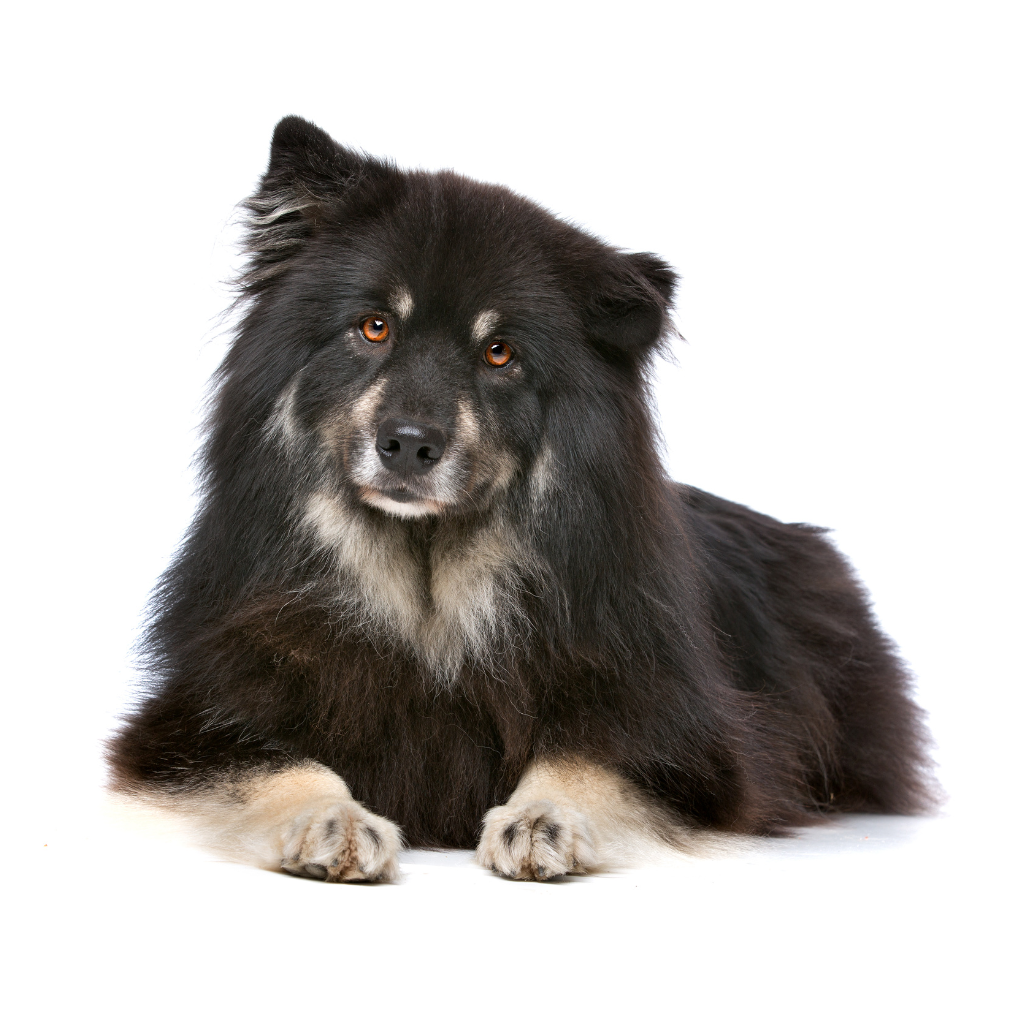 Svensk Lapphund (Ou Chien suédois de Laponie, Lapphund suédois)