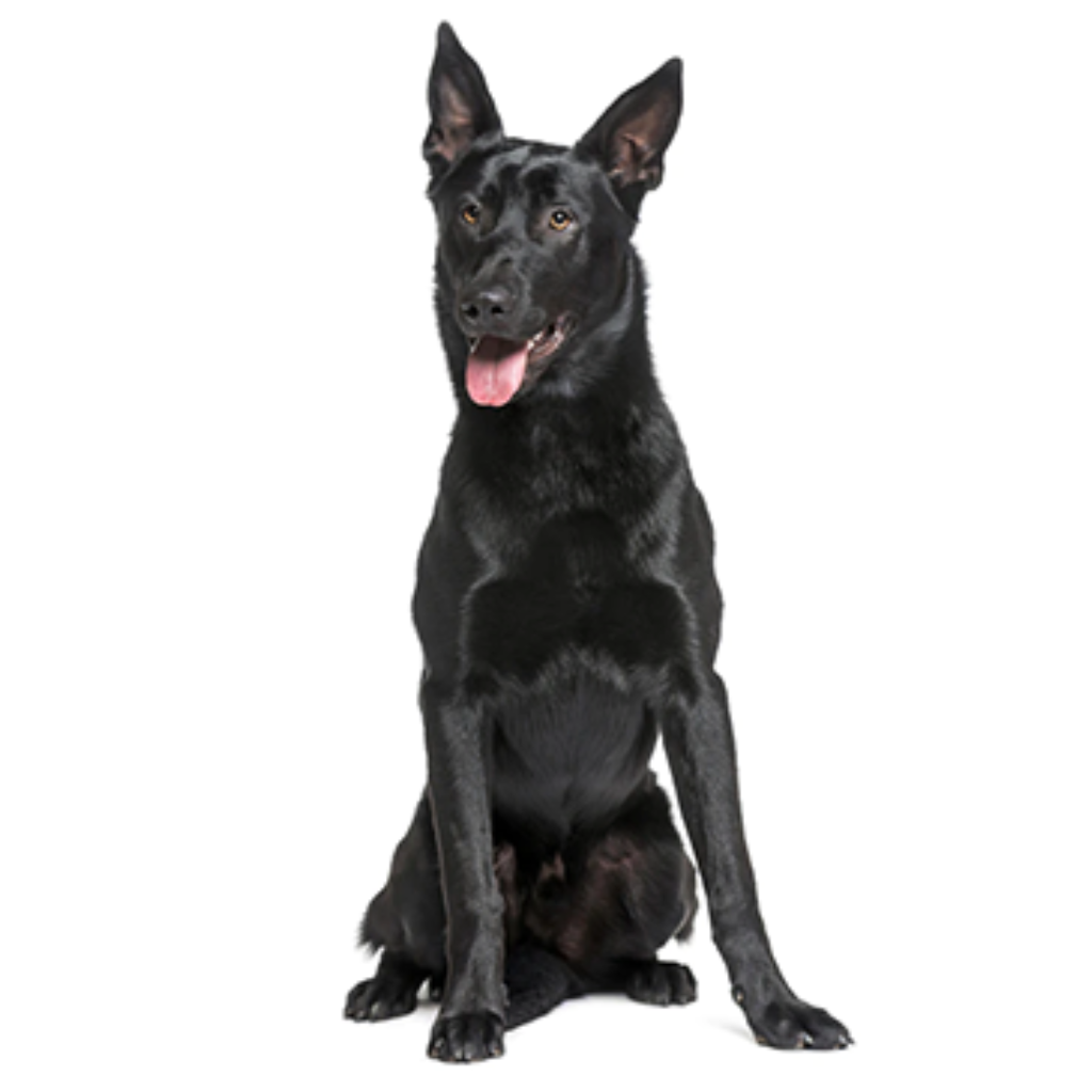 Taiwan dog (Ou Chien de Taiwan)