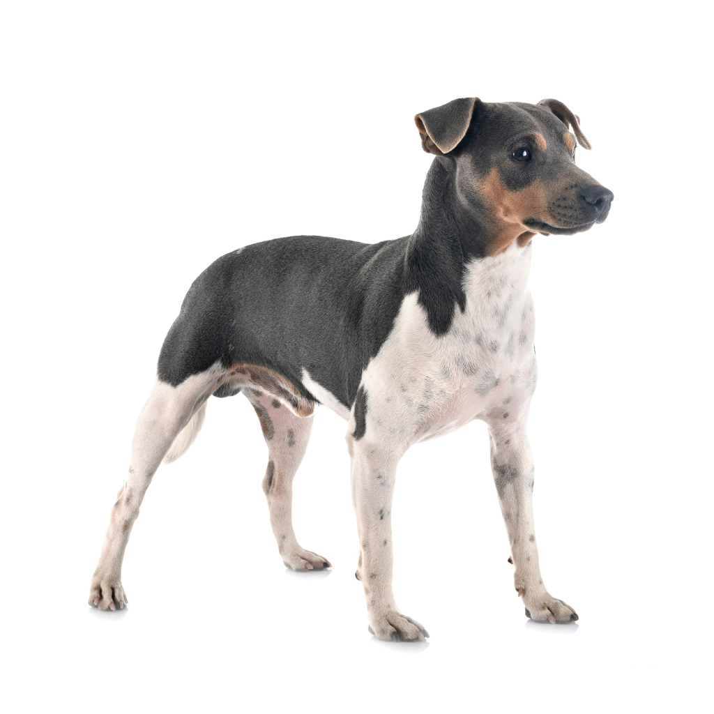 Terrier Brasileiro (o Terrier brasileño, Fox Paulistinha)