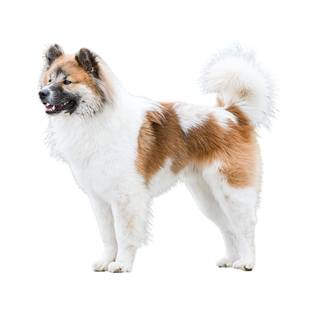 Thai Bangkaew Dog (o Perro Bangkaew Tailandés)