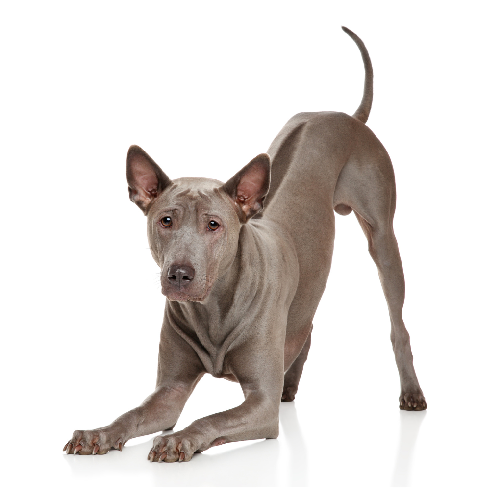 Thai Ridgeback Dog (o Perro Crestado Tailandés, Perro Tailandés de Cresta Dorsal)