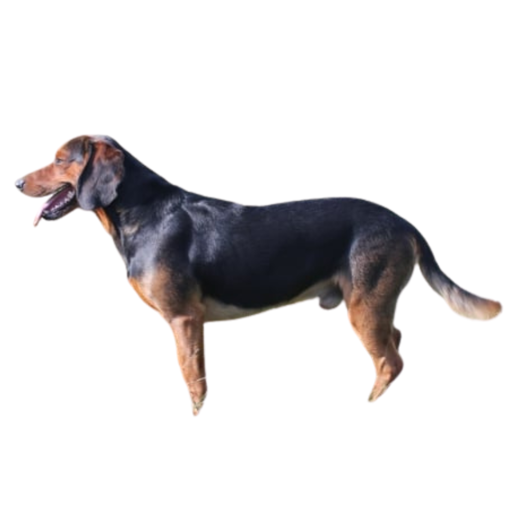 Tiroler Bracke (o Sabueso del Tirol, Brachet Tiroles)