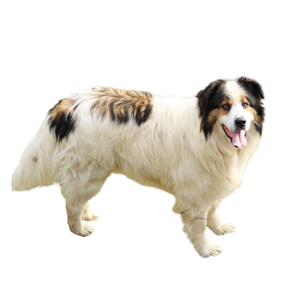 Tornjak (or Bosnian-Croatian Shepherd)