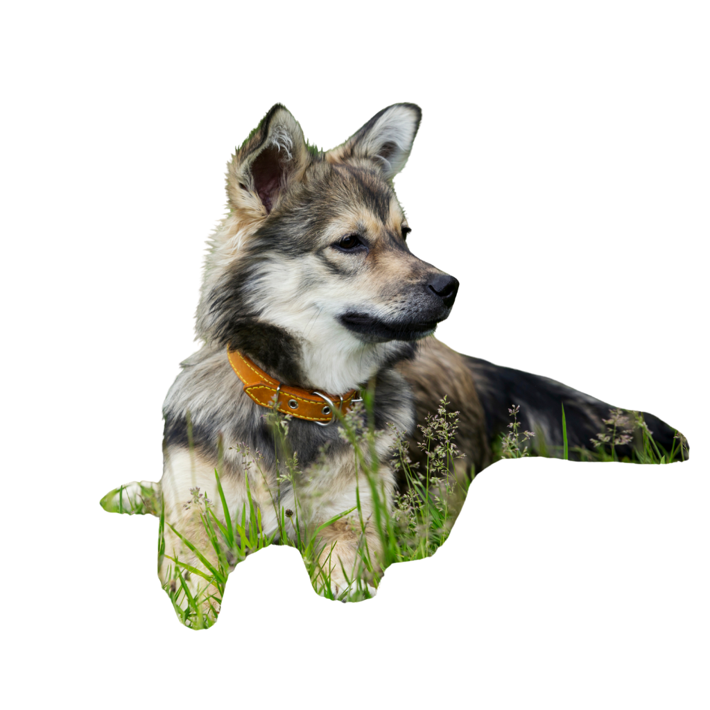 Västgötaspets (of Spitz van de Visigoten, Zweedse Vallhund, Spitz van de Visigoten, Zweedse Vallhund)