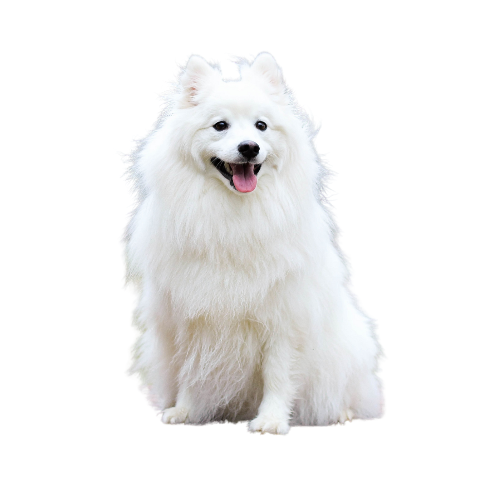 Volpino Italiano (or Italian Volpino, Italian Spitz, Spitz of Florence, Cane de Guirinale, Dog of Quirinal)