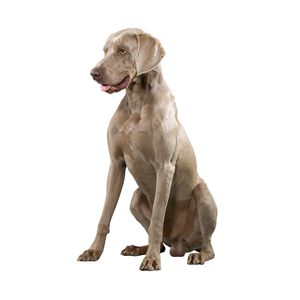  WEIMARANER (Braque de Weimar)  