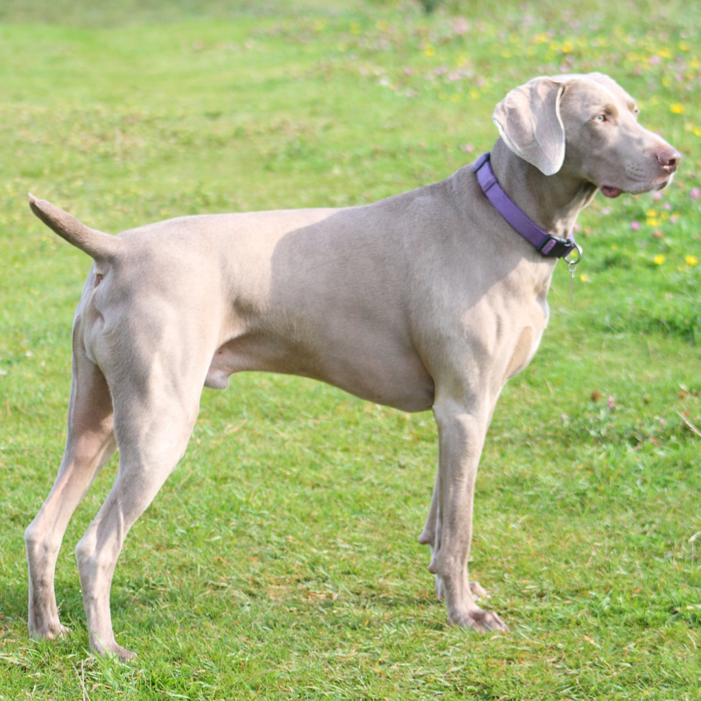  Weimaraner (Braque de Weimar)  