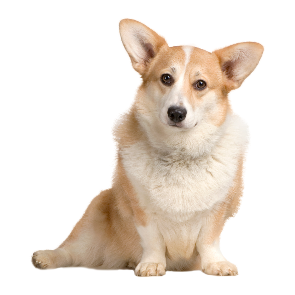 WELSH CORGI CARDIGAN