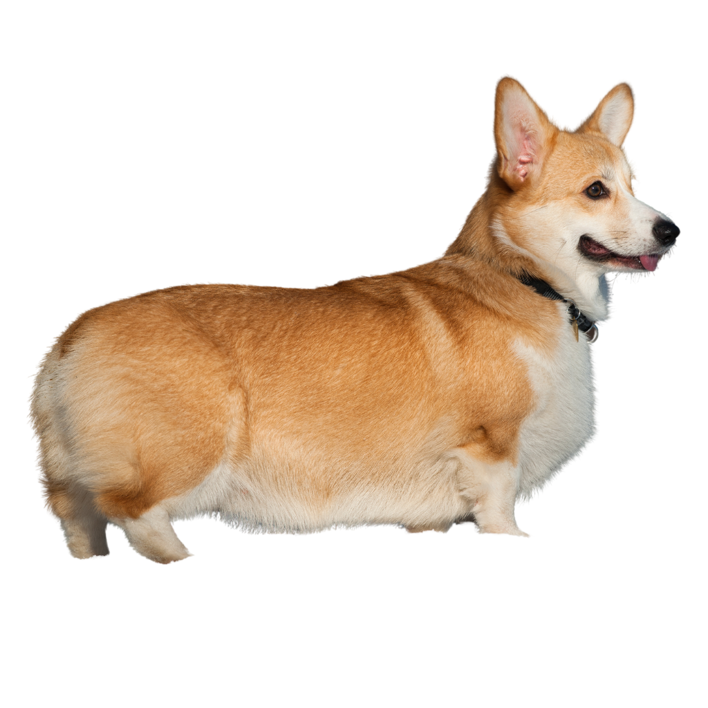 Welsh Corgi Pembroke