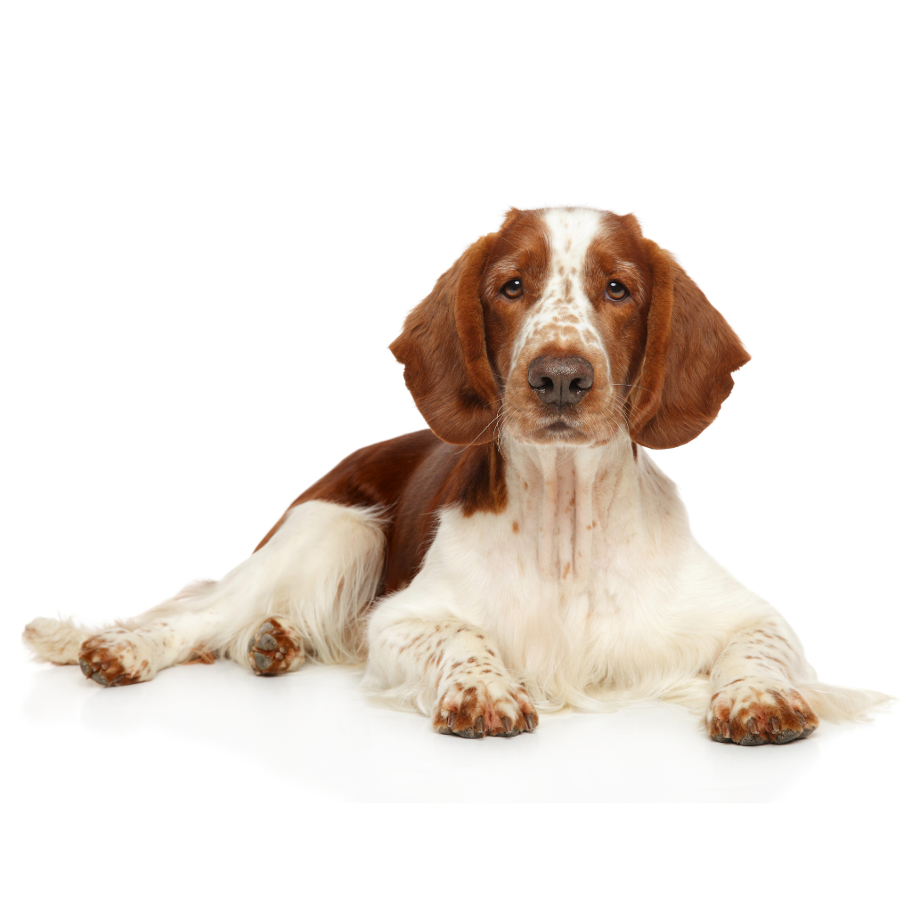 WELSH SPRINGER SPANIEL