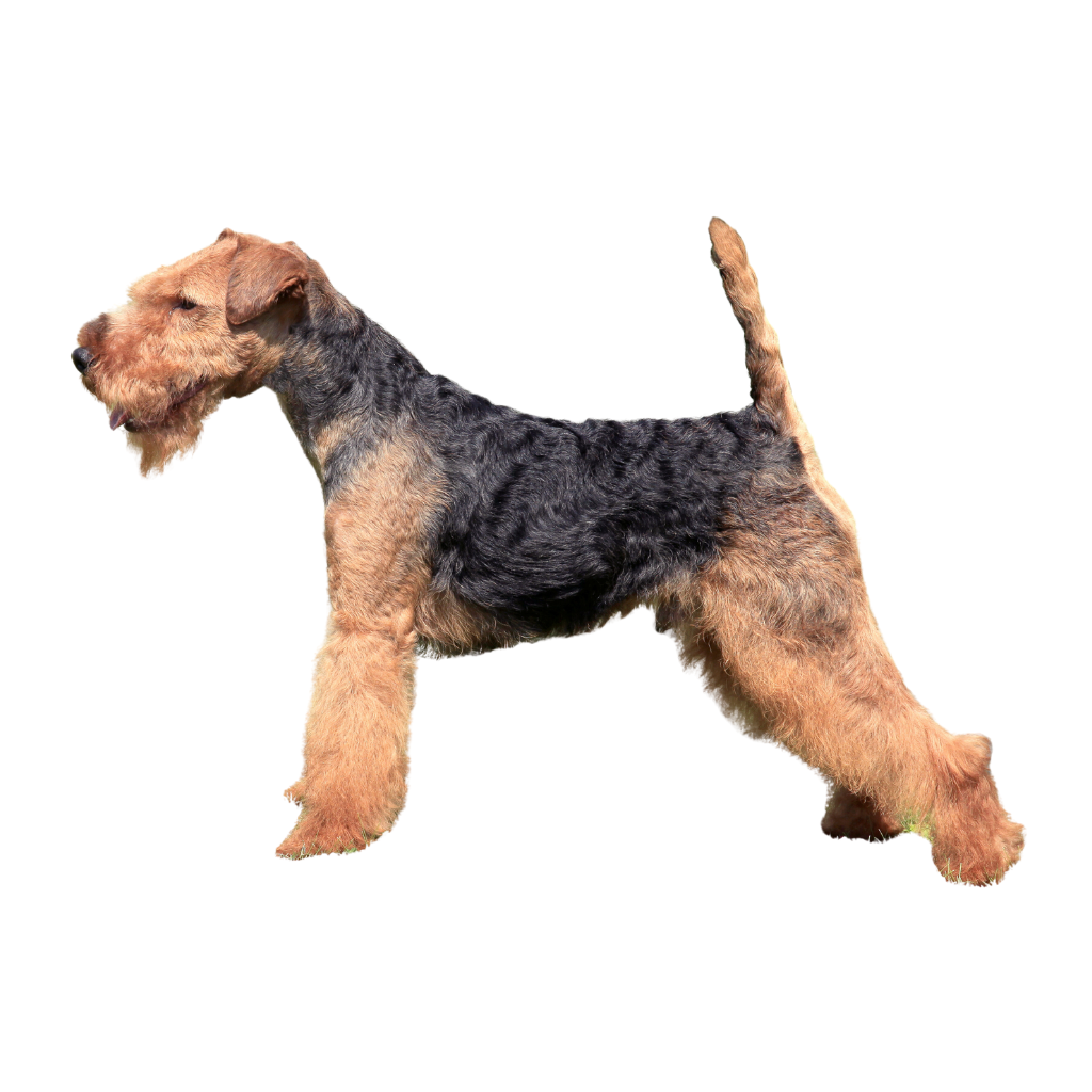 WELSH TERRIER (Terrier gallois)