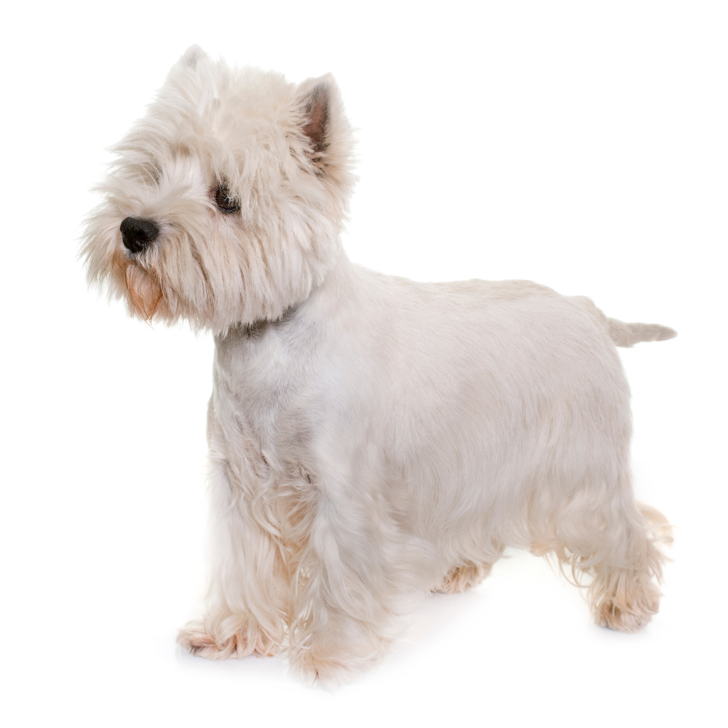 WEST HIGHLAND WHITE TERRIER (Westie)
