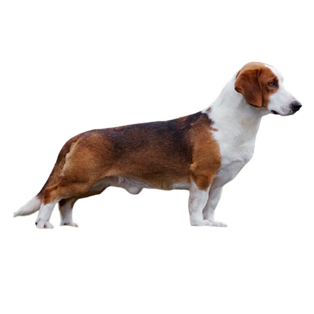 WESTFÄLISCHE DACHSBRACKE (Basset de Westphalie) 
