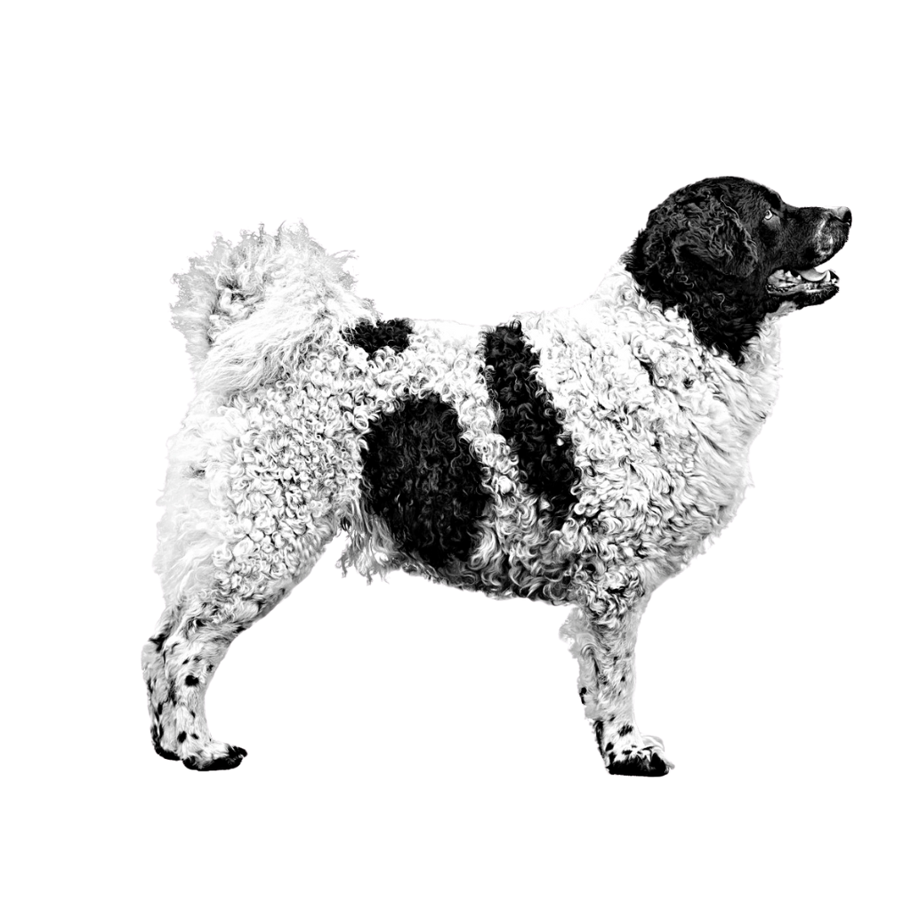 WETTERHOUN (chien d'eau frison)