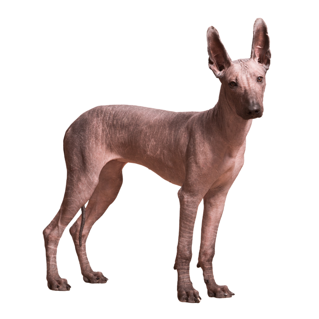 XOLOITZCUINTLE (chien nu mexicain)