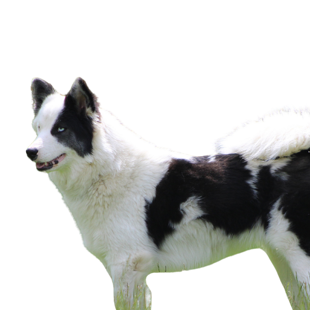 Yakutskaya Laika (Laika de Iakoutie, Laika de Yakutia)