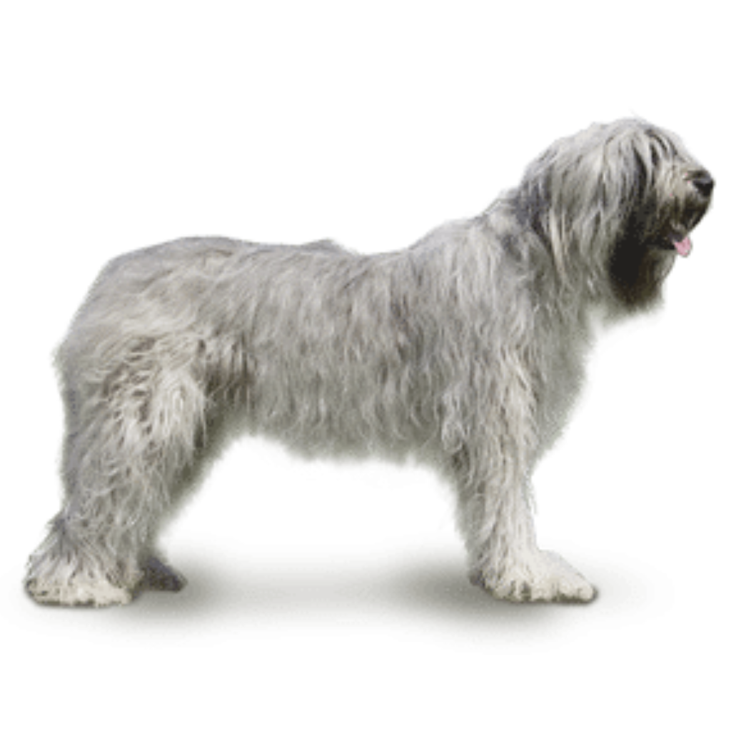 YUZHNORUSSKAYA OVCHARKA (Berger de Russie méridoniale, Central Asia Shepherd Dog, Kavkazkaïa Ovtcharka)